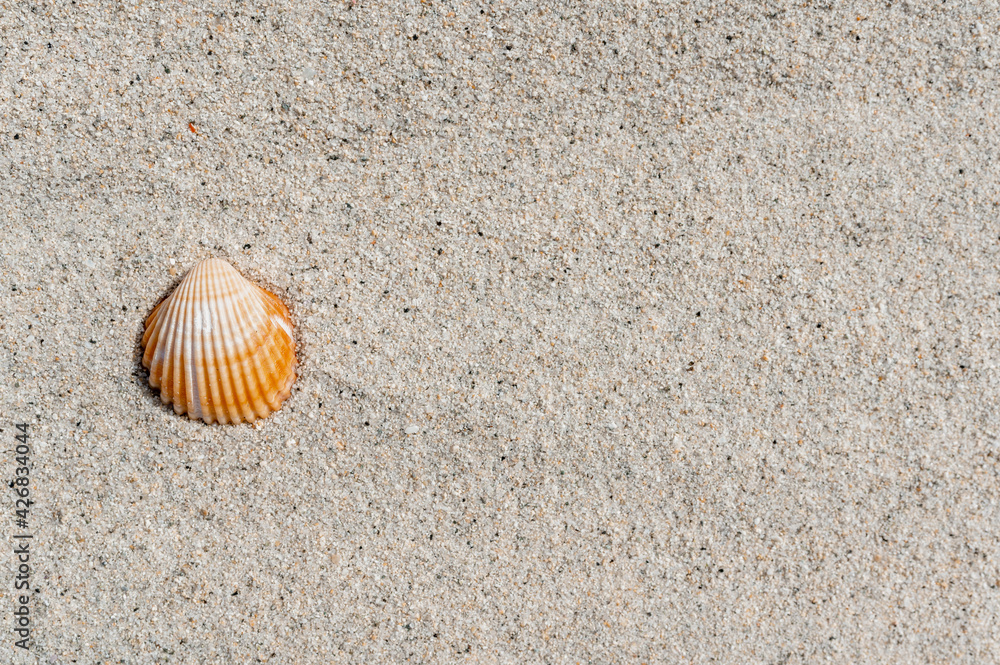 Horizontal banner or header with one shell on pure sand. Horizontal banner or header with one shell on pure sand.