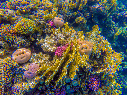 
variety of colors and shapes of corals in the red sea
 photo