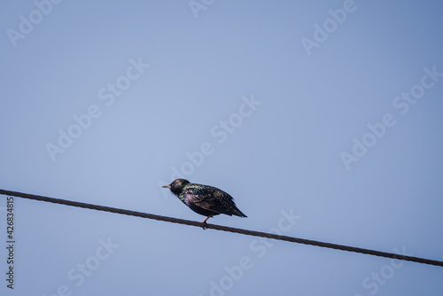 Starling birds. Sturnus vulgaris. © Gints