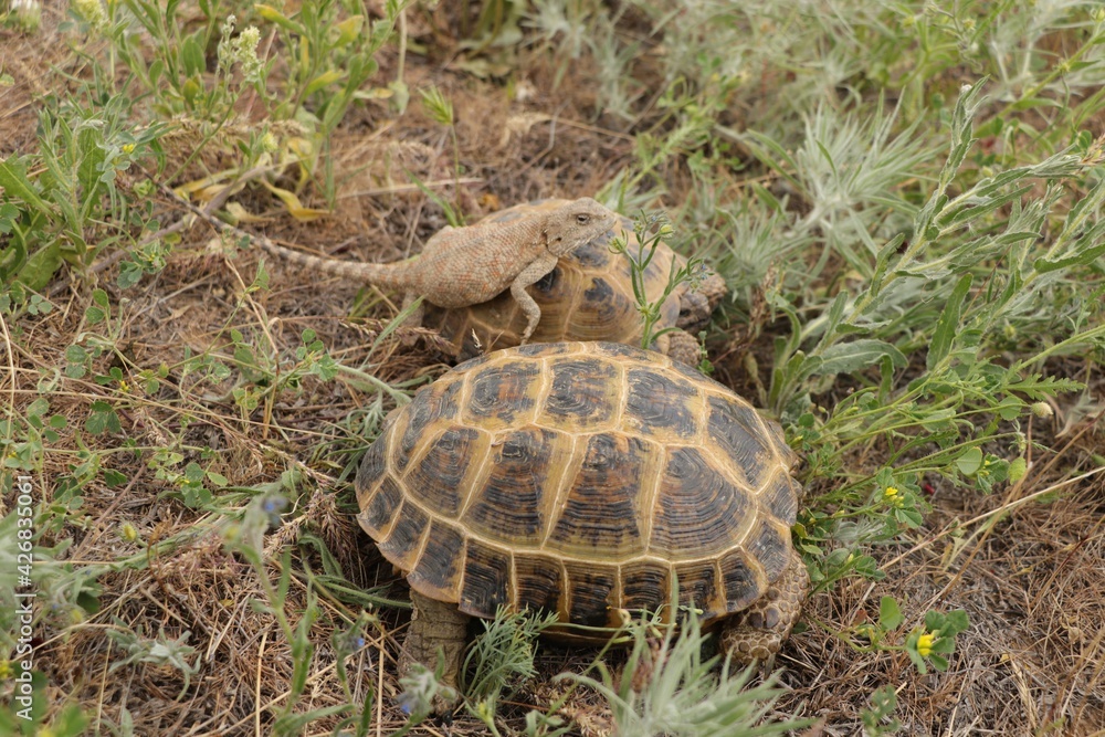 a turtle carries a lizard on its shell a turtle carries a lizard on its shell