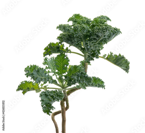 Curly kale or Organic blue curled scotch kale  Kale plant isolated on white background with clipping path
