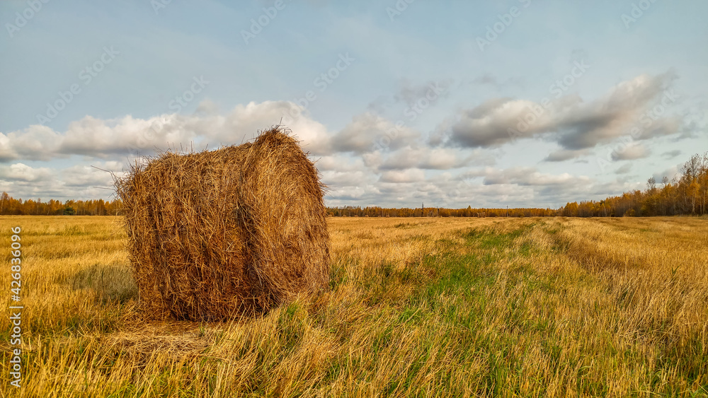 A bale of hay standing on a field in autumn