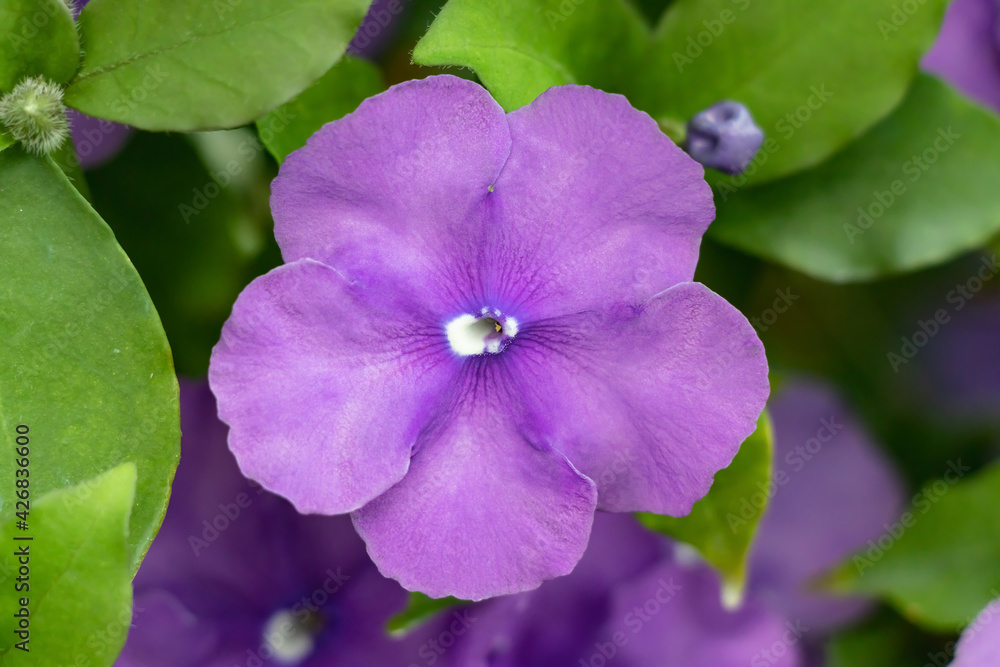 Brunfelsia pauciflora or calycina, Jasmine of Paraguay, is a