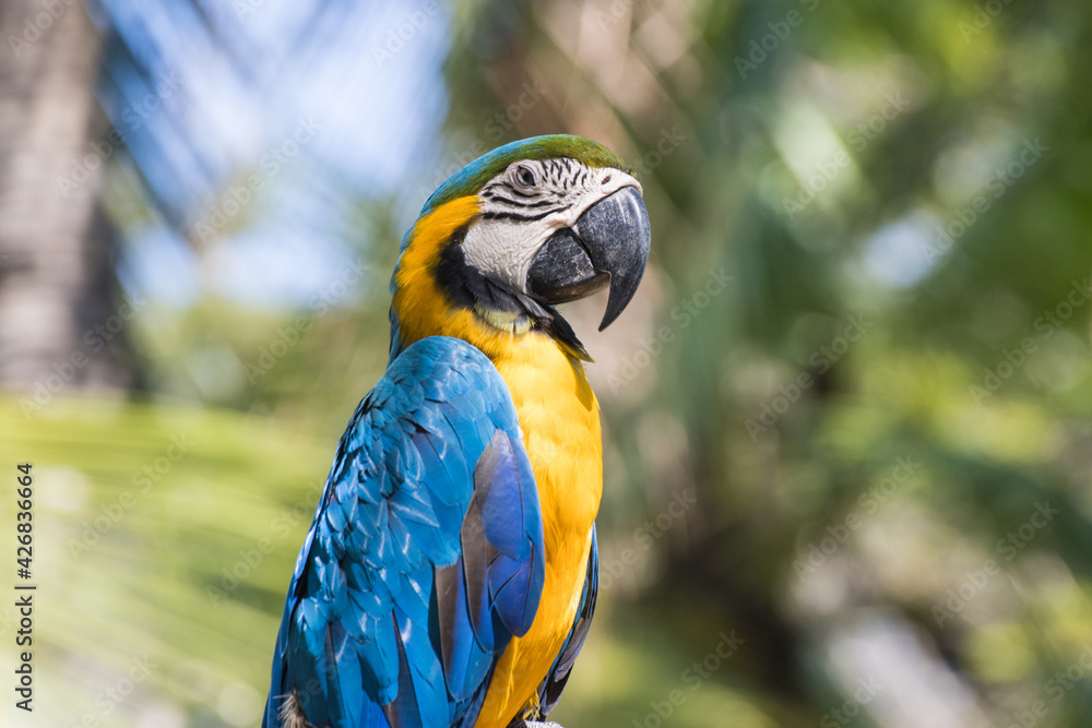 Bird Blue-and-yellow macaw standing with branches  of tree background