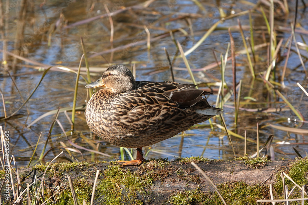 Stockente im Altrheinarm in der Urdenbacher Kämpe Stockente im Altrheinarm in der Urdenbacher Kämpe