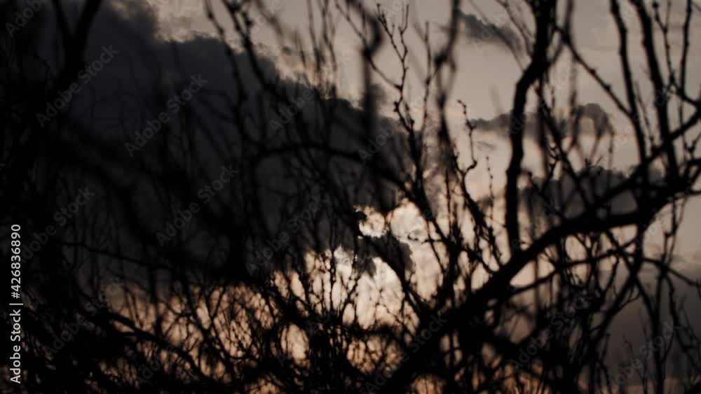 dry branches against the sunset sky dry branches against the sunset sky