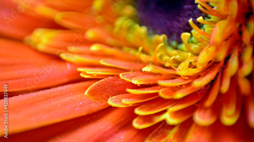 Foto Barberton Daisy flower closeup photo with water due