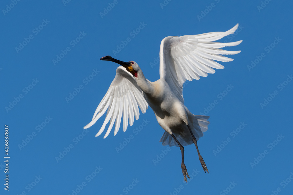 Eurasian spoonbill (Platalea leucorodia) in flight. Photographed in the Netherlands. Eurasian spoonbill (Platalea leucorodia) in flight. Photographed in the Netherlands.