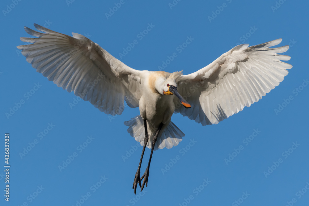 Fototapeta premium Eurasian spoonbill (Platalea leucorodia) in flight. Photographed in the Netherlands.