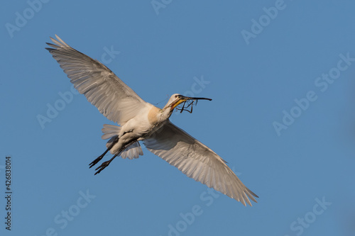 Eurasian spoonbill (Platalea leucorodia) in flight. Spoonbill on its way to its nest with nesting material. Photographed in the Netherlands.