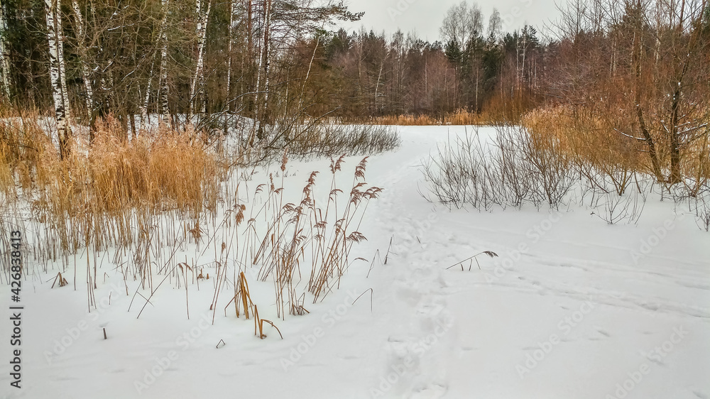 Reeds in the snow in winter