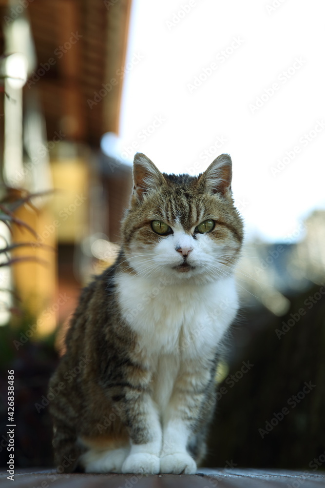 Fototapeta premium 猫