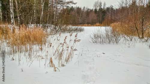 Obraz na płótnie Reeds in the snow in winter w salonie