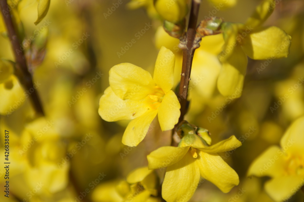 Beautiful yellow forsythia flower on a branch close-up
Beautiful yellow forsythia flower on a branch close-up