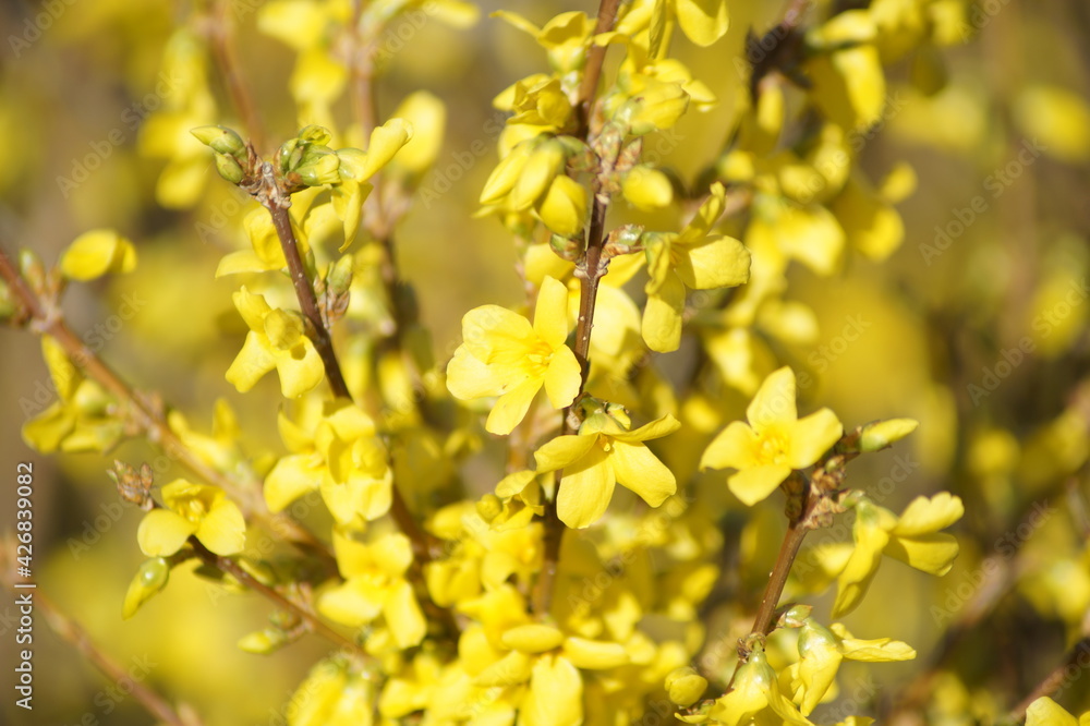 Beautiful yellow forsythia flower on a branch close-up
Beautiful yellow forsythia flower on a branch close-up