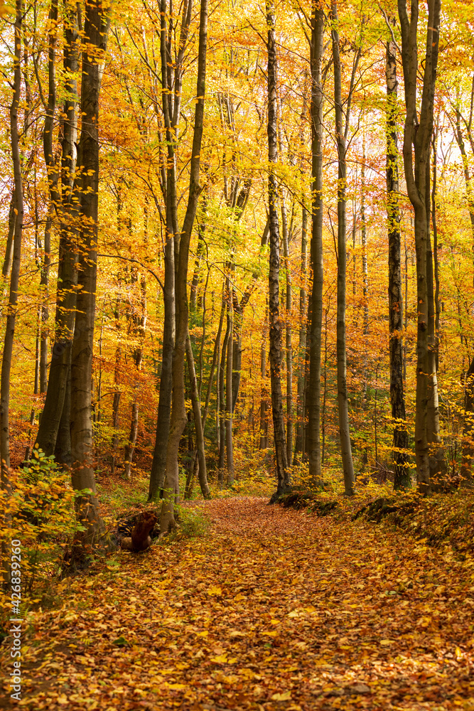 Fototapeta premium Wald im Harz, Deutschland
