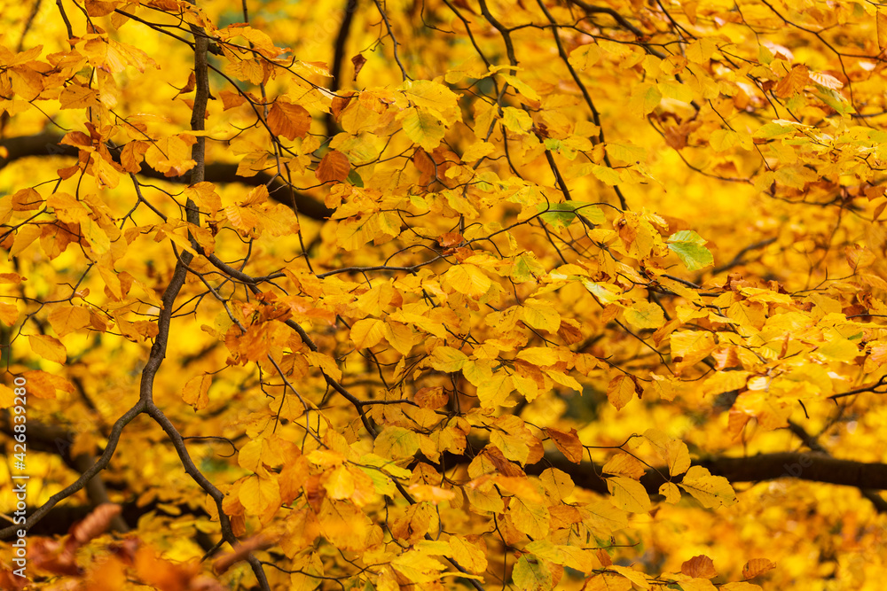 Wald im Harz, Deutschland Wald im Harz, Deutschland