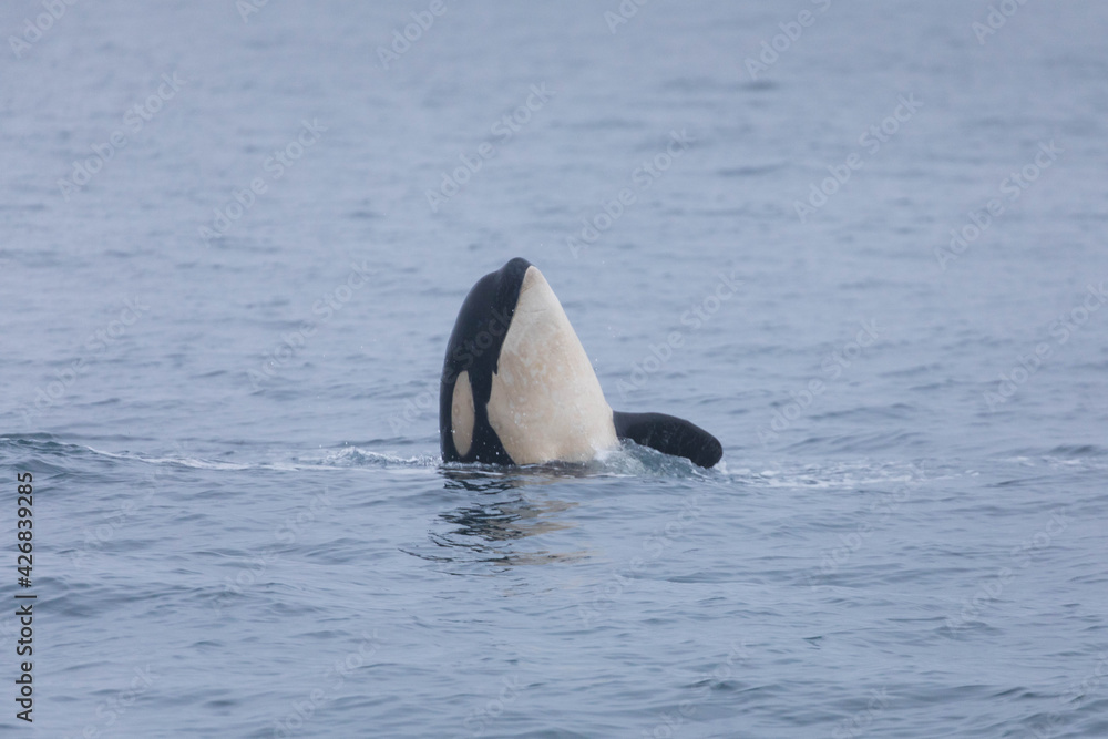 知床の海に回遊する野生のシャチ（北海道羅臼沖）