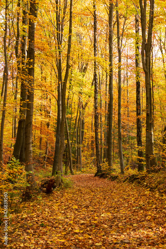 Wald im Harz, Deutschland © Christian Schwier