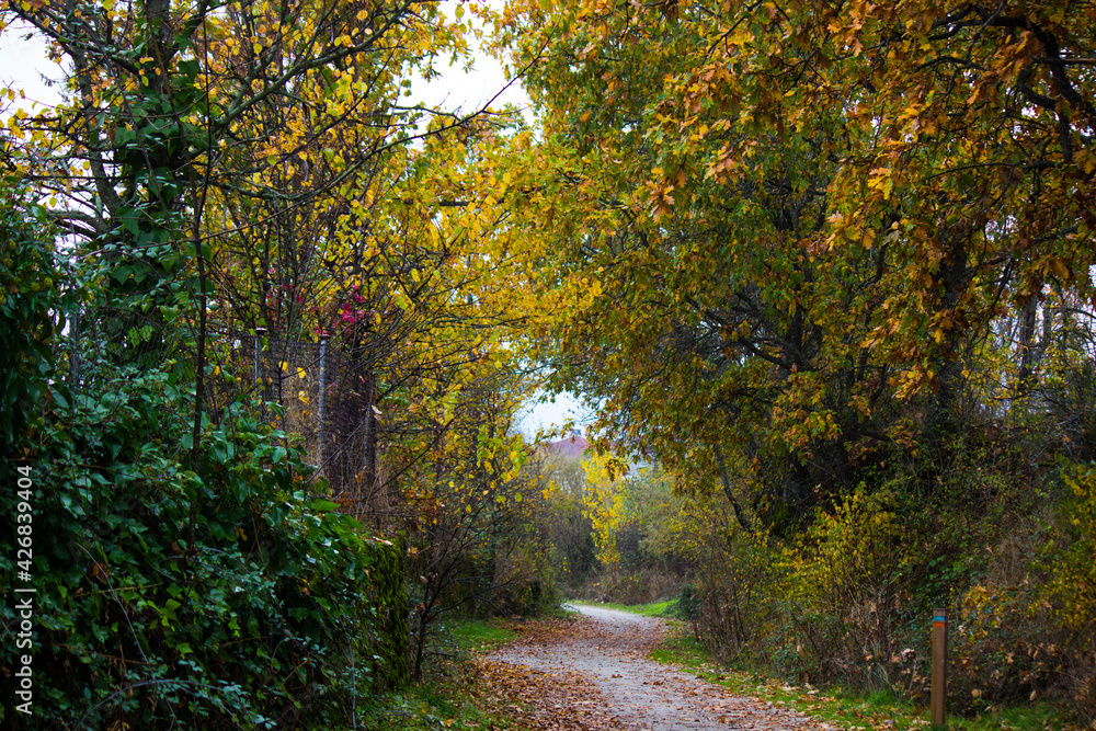 Camino rural rodeado de árboles en otoño. Moralzarzal. España