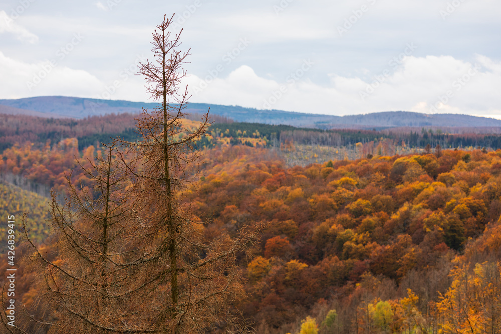 Trockener Wald im Harz, Deutschland Trockener Wald im Harz, Deutschland