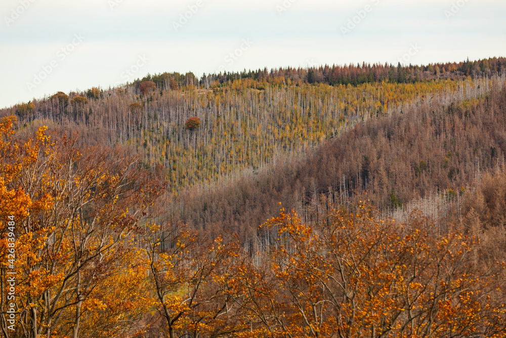 Fototapeta premium Wald im Herbst, Harz, Deutschland