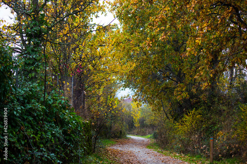 Camino rural rodeado de árboles en otoño. Moralzarzal. España © Santiago Rivas