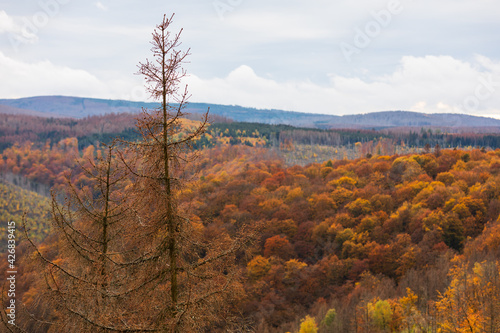Trockener Wald im Harz, Deutschland
