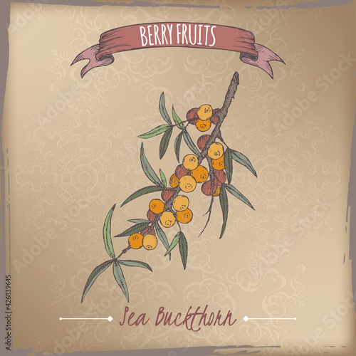 Hippophae rhamnoides aka Common sea buckthorn branch color sketch on vintage background. Berry fruits series.