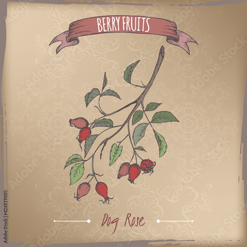 Rosa canina aka dog rose branch color sketch on vintage background. Berry fruits series.
