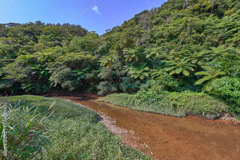 沖縄のマングローブで有名な慶佐次川上流