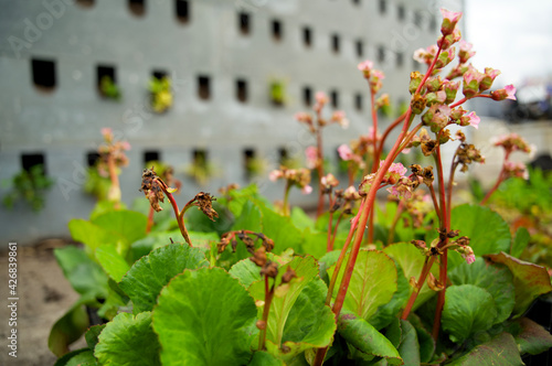 The realization of a vertical facade garden with green plants and recycled building blocks made of plastic waste photo