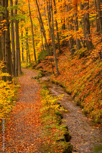 Wanderweg mit Bachlauf im Harz, Deutschland