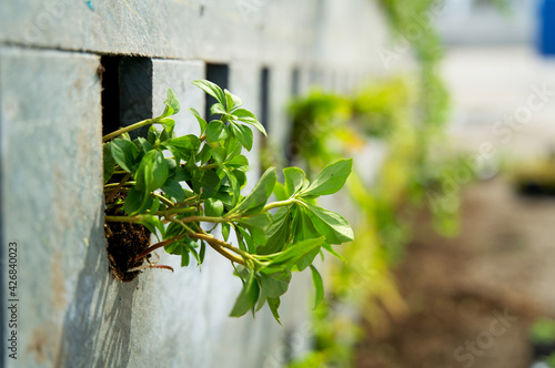 The realization of a vertical facade garden with green plants and recycled building blocks made of plastic waste. Green Living wall system. Vertical garden for climate adaptation. Klimaatadaptatie. photo