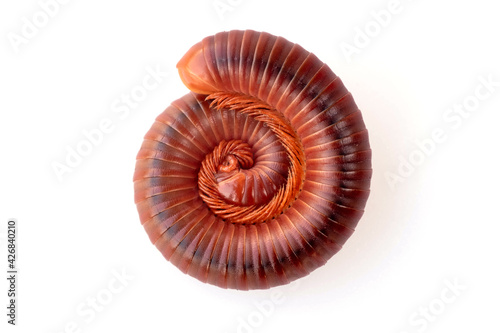 close-up of millipede curled up on the white background, See the legs of millipede in a hundred legs, macro