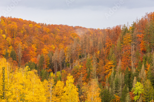 goldgelbe Färbung vom Mischwald im Harz