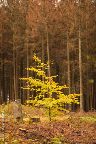 Landschaft im Torfhausmoor, Nationalpark Harz, Deutschland photo