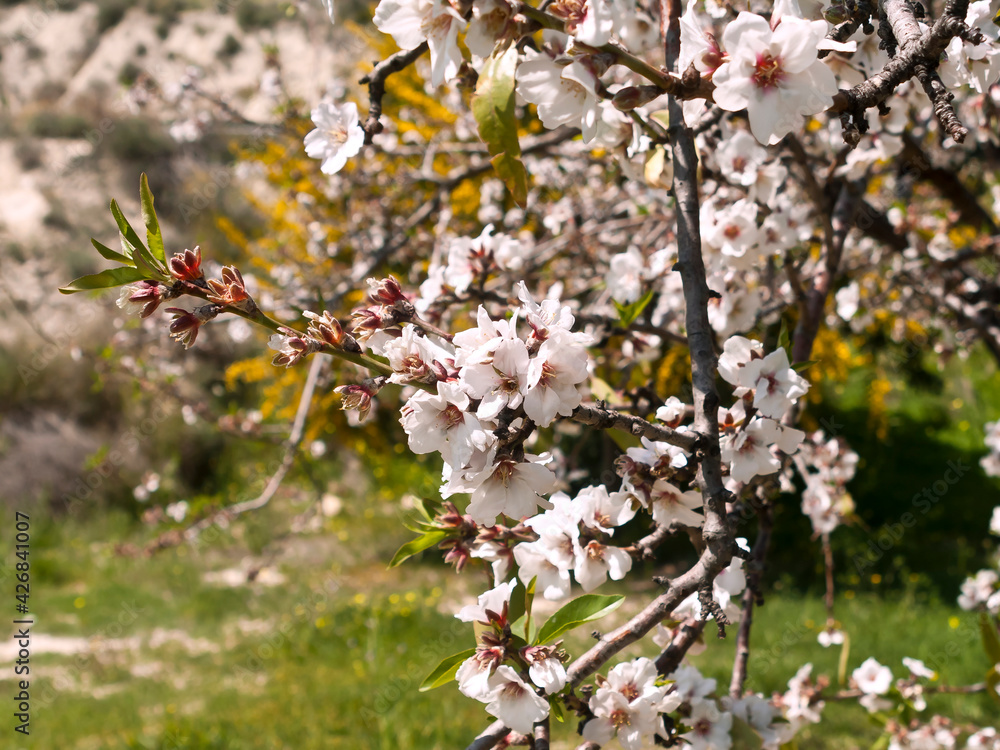 pink almond blossoms on tree branch on spring sunny day in Cyprus pink almond blossoms on tree branch on spring sunny day in Cyprus