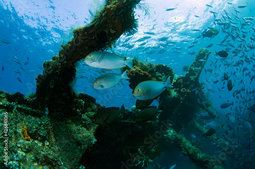 Fototapeta Naklejka Na Ścianę i Meble -  School of fish at the famous Liberty ship wreck. Amazing underwater world of Tulamben, Bali, Indonesia.