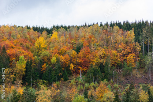 goldgelbe Färbung vom Mischwald im Harz