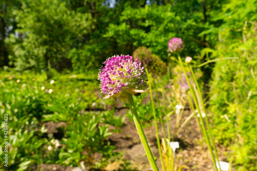 Purple-flowered garlic in natural background. Allium rotundum. Garlic flower  pink.