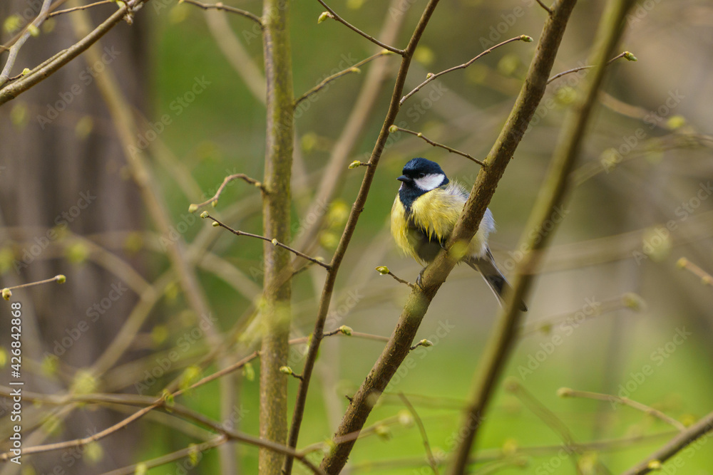 Obraz premium Kohlmeise