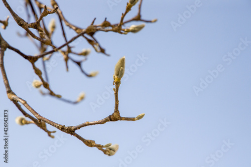 Winter before magnolia blooms