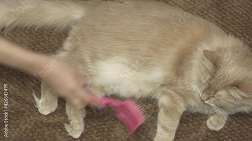 Hand scratching the fur on cat using brush