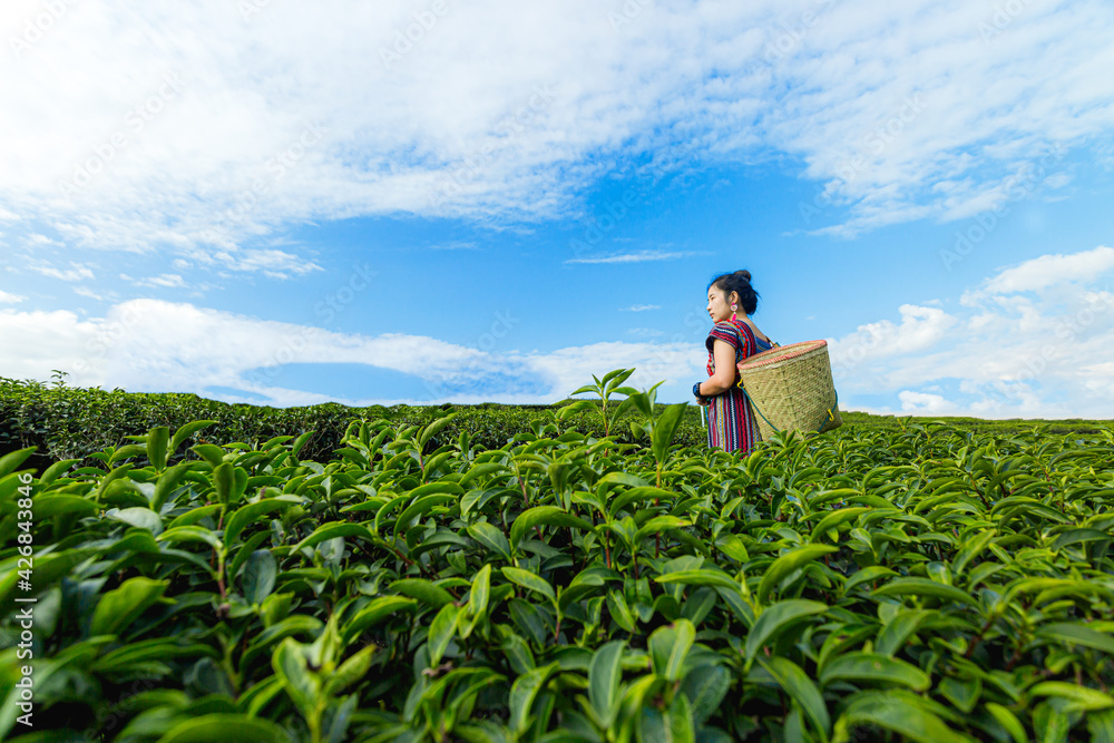 Fototapeta premium Beautiful asian woman Harvesting tea leaves in the morning, tea leaves in the field of tea