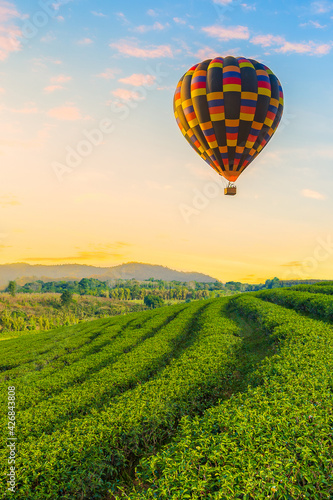 Green tea plantation and balloon in the morning Sunrise tea plantations and colorful balloons floating in the beautiful sky  natural backgrounds.