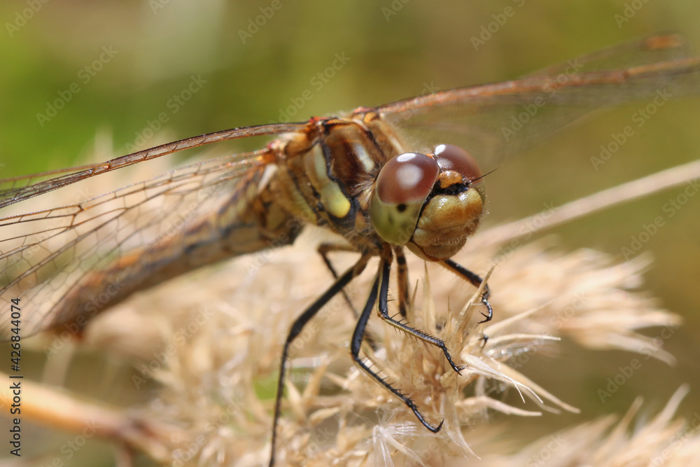 A dragonfly sits on a stalk of flowering grass.
The huge eyes of a dragonfly look incredibly fantastic.
