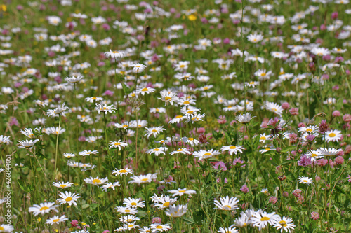 Picturesque view of a blooming meadow with different summer wild flowers.  Many different flowers and plants create a unique picture of joy and tranquility. 