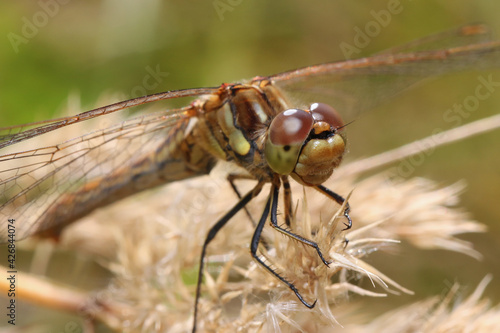 A dragonfly sits on a stalk of flowering grass. The huge eyes of a dragonfly look incredibly fantastic.  © achkin