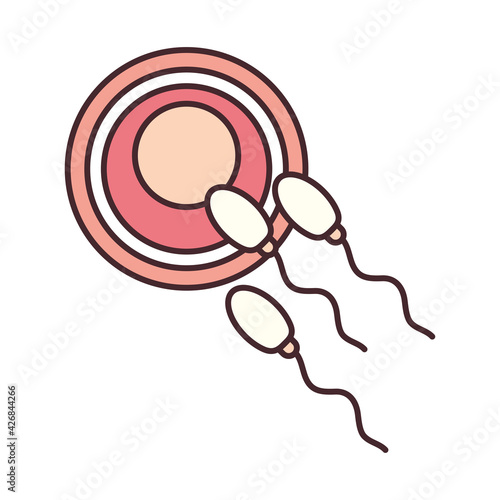 fertilization ovum sperm
